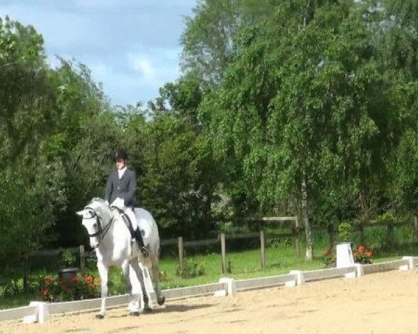 dressage horse London Lady TM (Rhinelander, 2002, from Londonderry) dressage horse London Lady TM (Rhinelander, 2002, from Londonderry)