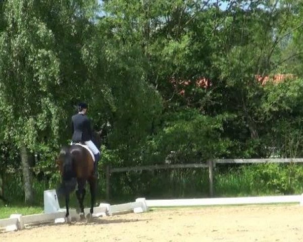 dressage horse Salto 73 (German Warmblood, 2003, from Sunny-Boy)