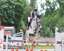 jumper Dolce vita 176 (Holsteiner, 2012, from Cool Man K)