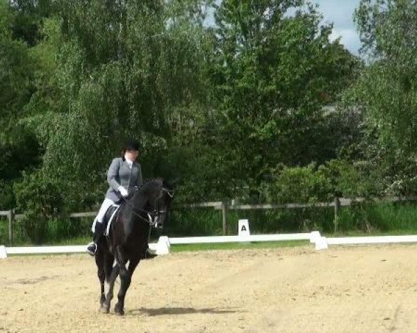 dressage horse Sumo 4 (Hanoverian, 1999, from Sugunas xx)