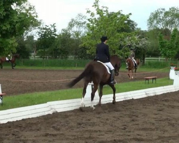 dressage horse Fascino 8 (Westphalian, 1999, from Ferragamo) dressage horse Fascino 8 (Westphalian, 1999, from Ferragamo)