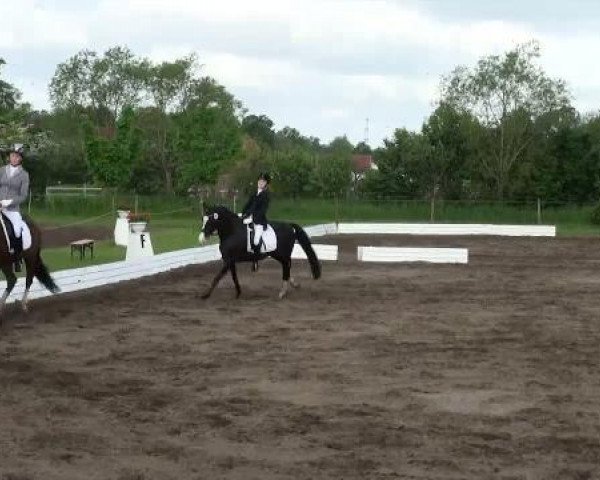 Dressurpferd Landry (Deutsches Reitpony, 2000, von Lady's Wise Guy)