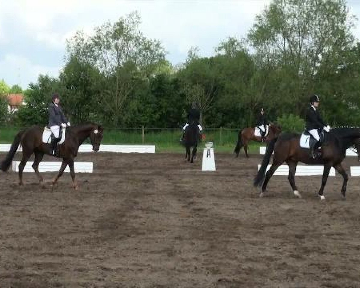 dressage horse Don D (Oldenburg, 2004, from Don William)