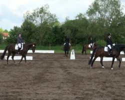 dressage horse Don D (Oldenburg, 2004, from Don William)