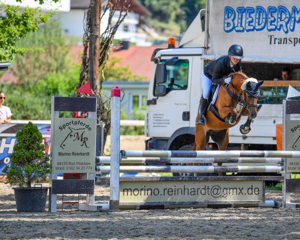 broodmare Kaiserbach Dreaming Aurelia (Welsh-Pony (Section B), 2014, from Cadlanvalley Valient)