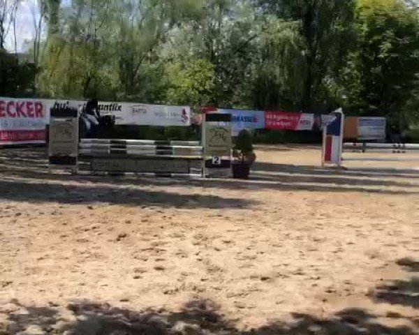 Video of Kaiserbach Dreaming Aurelia