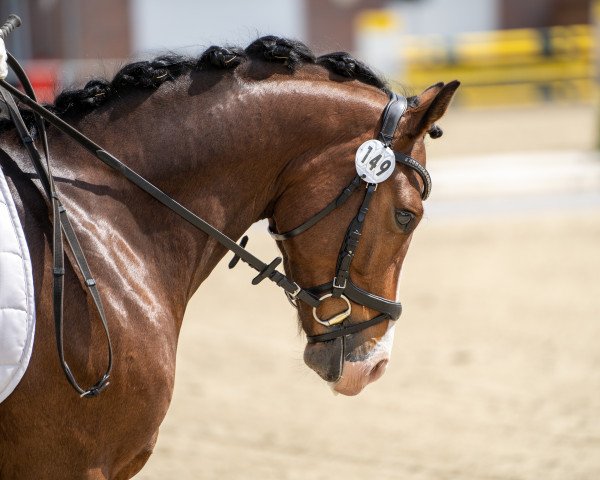 Dressurpferd Best Choice For Me (Deutsches Reitpony, 2018, von Best Boy)