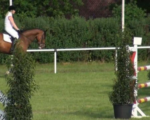 Zuchtstute Babalou 37 (Westfale, 2006, von Balou du Rouet)