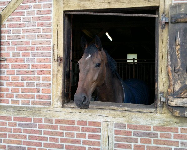 jumper Nassau 2 (KWPN (Royal Dutch Sporthorse), 2001, from Nassau)