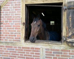 jumper Nassau 2 (KWPN (Royal Dutch Sporthorse), 2001, from Nassau)