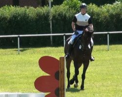 dressage horse Luciano (Württemberger, 2003, from Lanciano)