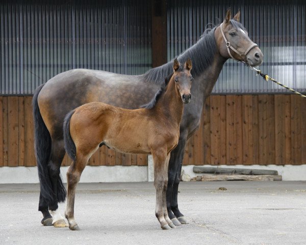 Springpferd Fantastic Dream 15 (Westfale, 2012, von First Selection)