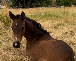 horse Iveria (Oldenburg, 2022, from Santo Scuro)