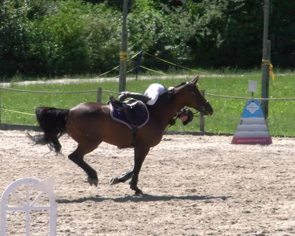 Reitturnier Gossau 2022