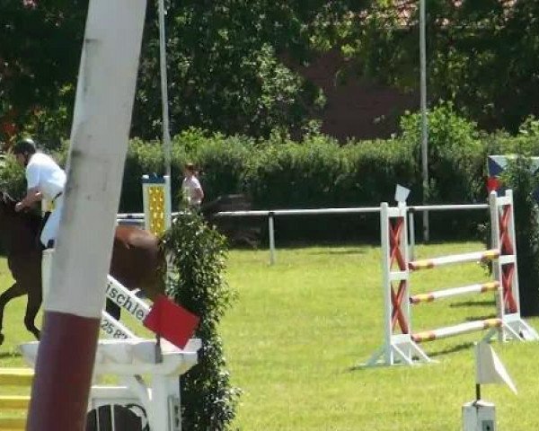 jumper Pepita Te (Westphalian, 2006, from Pik Labionics)