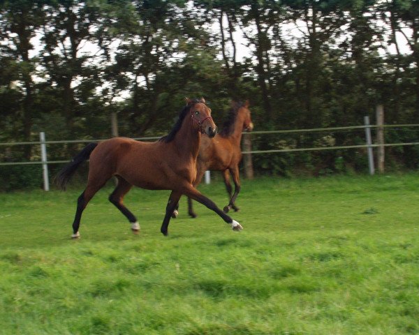 jumper Aaron (Holsteiner, 2002, from Acobat II)