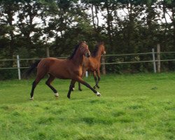 Springpferd Aaron (Holsteiner, 2002, von Acobat II)
