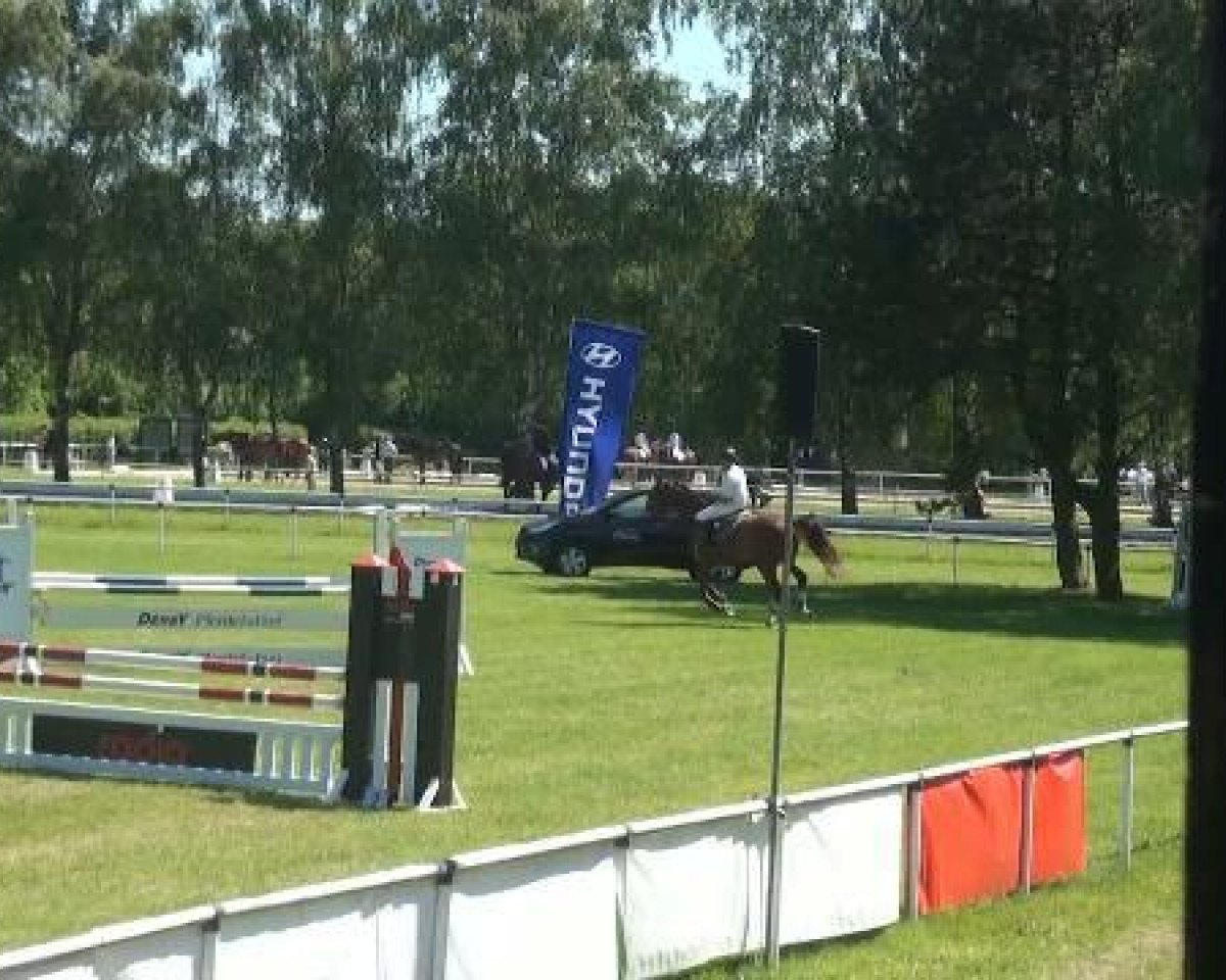 jumper Burkhard (Shetland Pony, 1993, from Baldwin)