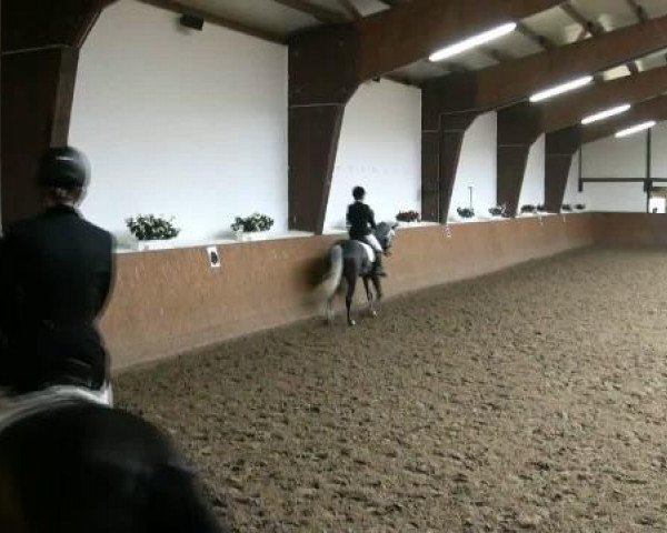 broodmare Serenity 3 (Westphalian, 2004, from Sterling)