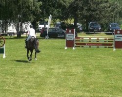 jumper Felina 165 (Westphalian, 2008, from Florestan I)
