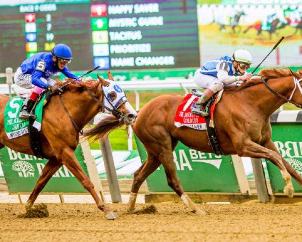 horse Happy Saver xx (Thoroughbred, 2017, from Super Saver xx)
