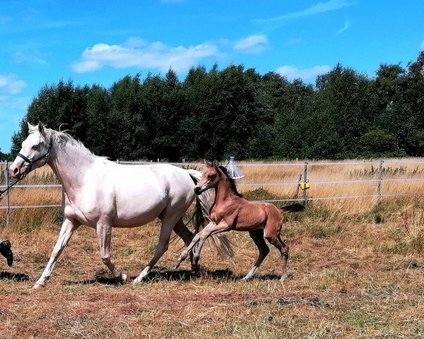 horse Casparow (Mecklenburg, 2022, from Collando von Alfen)