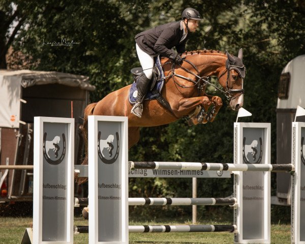 jumper Miluna Z (Zangersheide riding horse, 2015, from Mr. Cielo Odth Z)