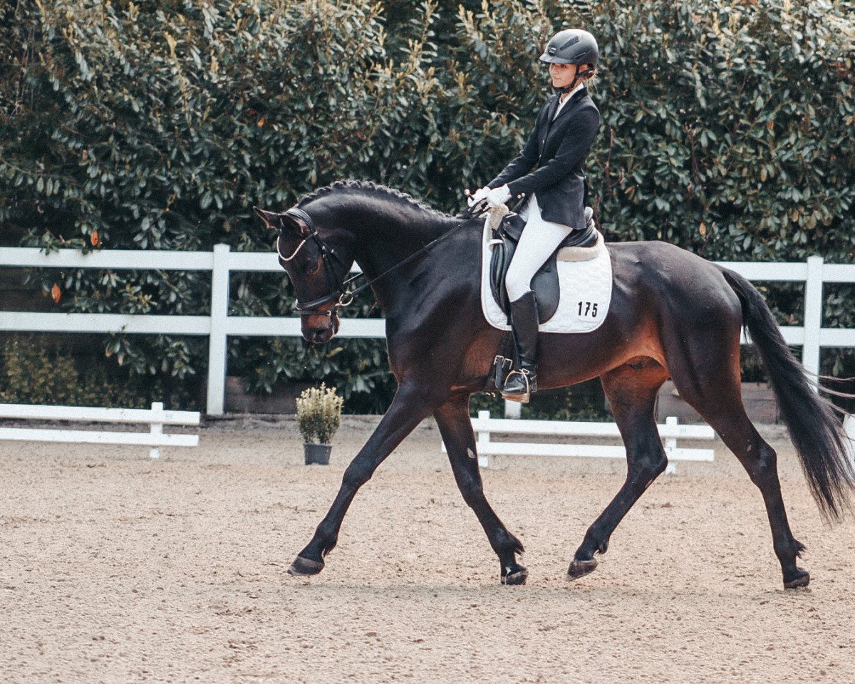 Dressage horse Rocket Man S (Oldenburger, 2016, from Rock my Soul)