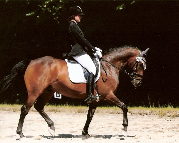 horse Timber Tieber (KWPN (Royal Dutch Sporthorse), 2000, from Elmshorn)