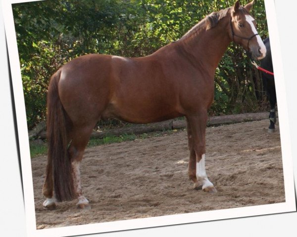 Springpferd Piccocelli (Westfale, 1997, von Pluspunkt)