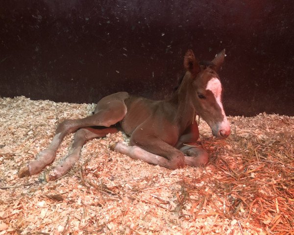 broodmare Walküre Unruh (Belgian Warmblood, 2022, from Pilothago Dxb)