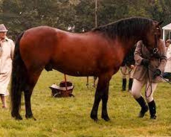Deckhengst Callowfeenish Mairtin (Connemara-Pony, 1985, von Abbeyleix Owen) Deckhengst Callowfeenish Mairtin (Connemara-Pony, 1985, von Abbeyleix Owen)