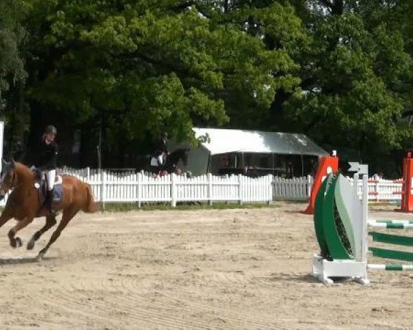 Springpferd Coberlinus H (KWPN (Niederländisches Warmblut), 2007, von Corland)