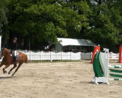 jumper Coberlinus H (KWPN (Royal Dutch Sporthorse), 2007, from Corland)