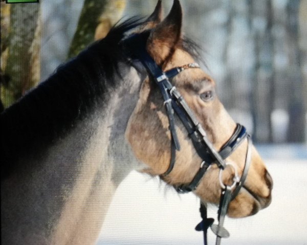 dressage horse Sir Frodo 3 (German Riding Pony, 2016, from Queen's Counsel) dressage horse Sir Frodo 3 (German Riding Pony, 2016, from Queen's Counsel)