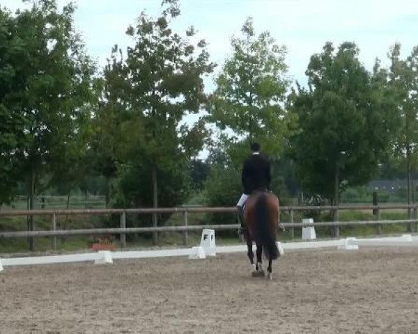 dressage horse Rock Revival 2 (Westphalian, 2007, from Rockwell)
