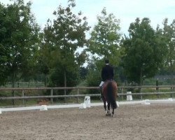 dressage horse Rock Revival 2 (Westphalian, 2007, from Rockwell)