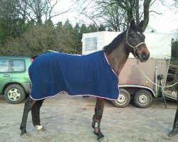Dressurpferd Cool Pepper F (Holsteiner, 2005, von Consens)