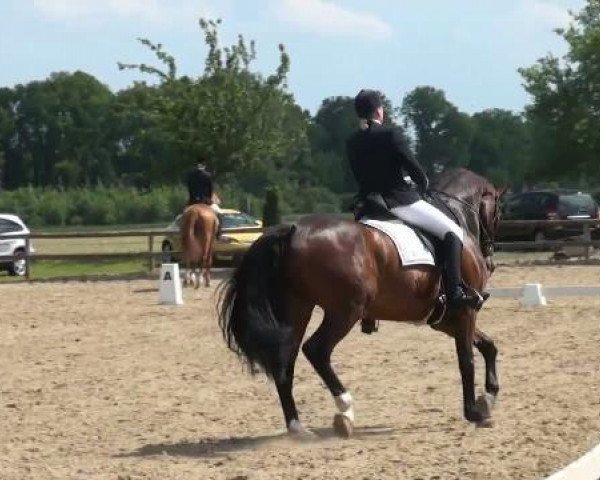 Dressurpferd Fine Time 21 (Westfale, 2006, von Floresco NRW)