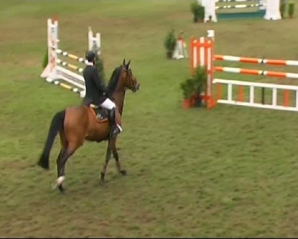 Springpferd Lynn 27 (Württemberger, 2000, von Larioni)