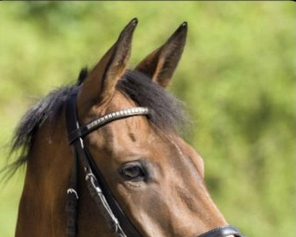 horse Heimkehr 3 (Württemberger, 2012, from Herbstkönig 2)