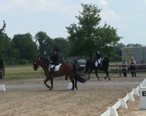 Dressurpferd Diamond Crown (Westfale, 1996, von Dinard L)
