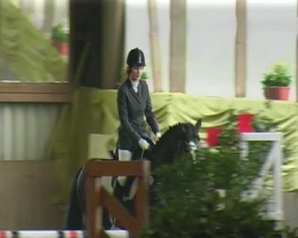 horse Macho 97 (Westphalian, 2005, from Münchhausen) horse Macho 97 (Westphalian, 2005, from Münchhausen)