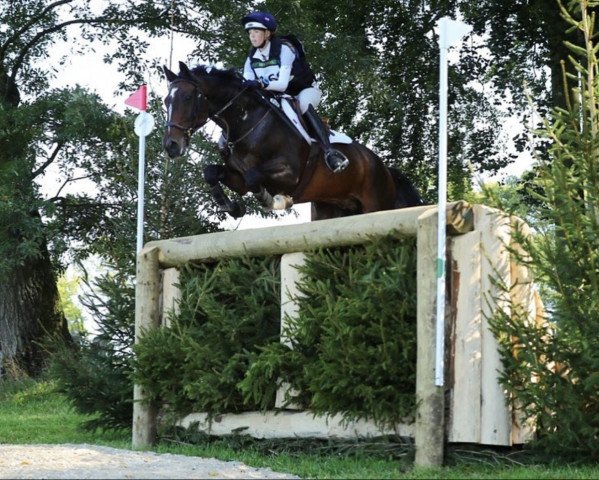 horse Topspin (anglo european sporthorse, 2008, from Zento)