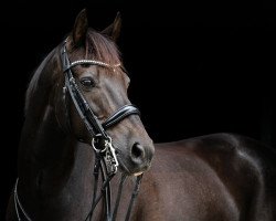 jumper Darkir (German Riding Pony, 2004, from Da Vinci R)