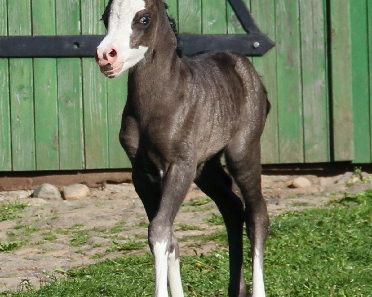 Dressurpferd Vysak's Puppet of true Color (Welsh Mountain Pony (Sek.A), 2012, von Blackhill Treasure Trove)