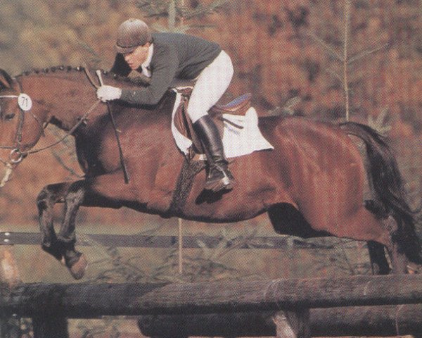 Deckhengst Rio Zeus (Oldenburger, 1985, von Ramino)