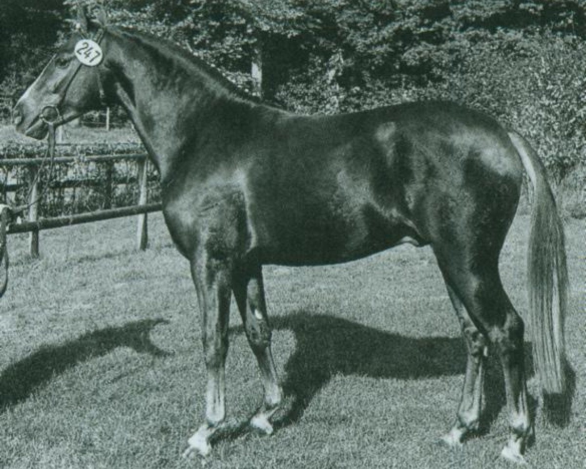 Deckhengst Domingo (Deutsches Reitpony, 1982, von Derby)