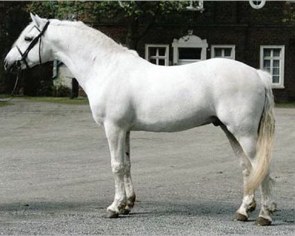 Pferd Frederiksminde Hazy Match (Connemara-Pony, 1991, von Hazy Dawn)