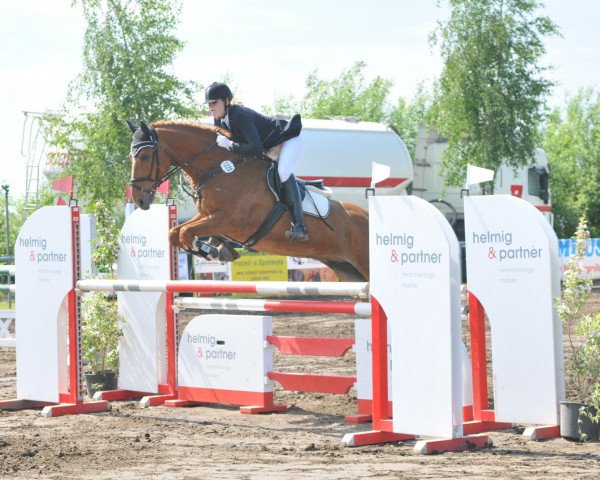 dressage horse Pilgrim 93 (Westphalian, 2003, from Pik Labionics)